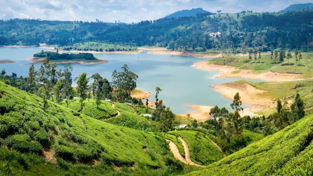 Scenic view of rolling green tea plantations and winding paths overlooking a blue lake and hills in Sri Lanka.