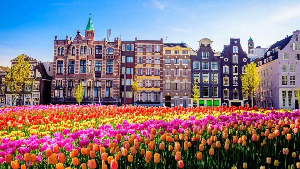 A vibrant field of colorful tulips blooming in front of historic traditional canal houses in Amsterdam, Netherlands.