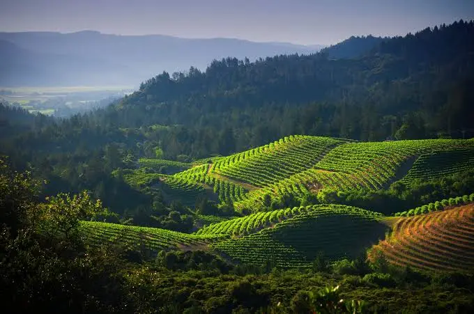 Panoramic view of sunlit rolling green vineyards and hills covered with dense forests in a scenic valley.