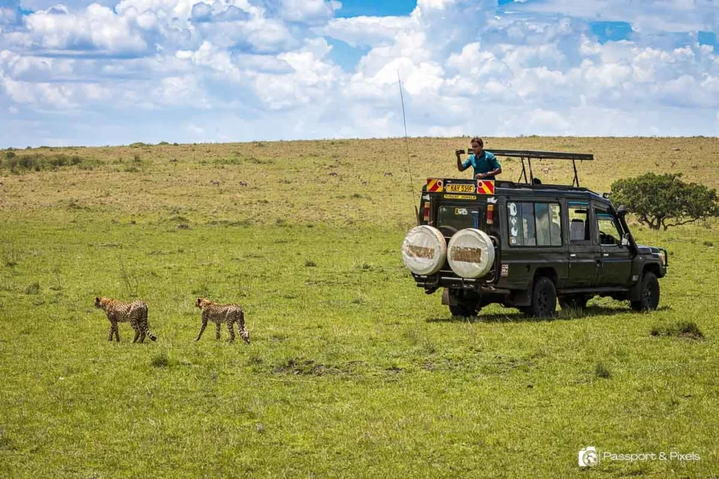 Two cheetahs walking across the grasslands of the African savanna near a parked safari tour vehicle.